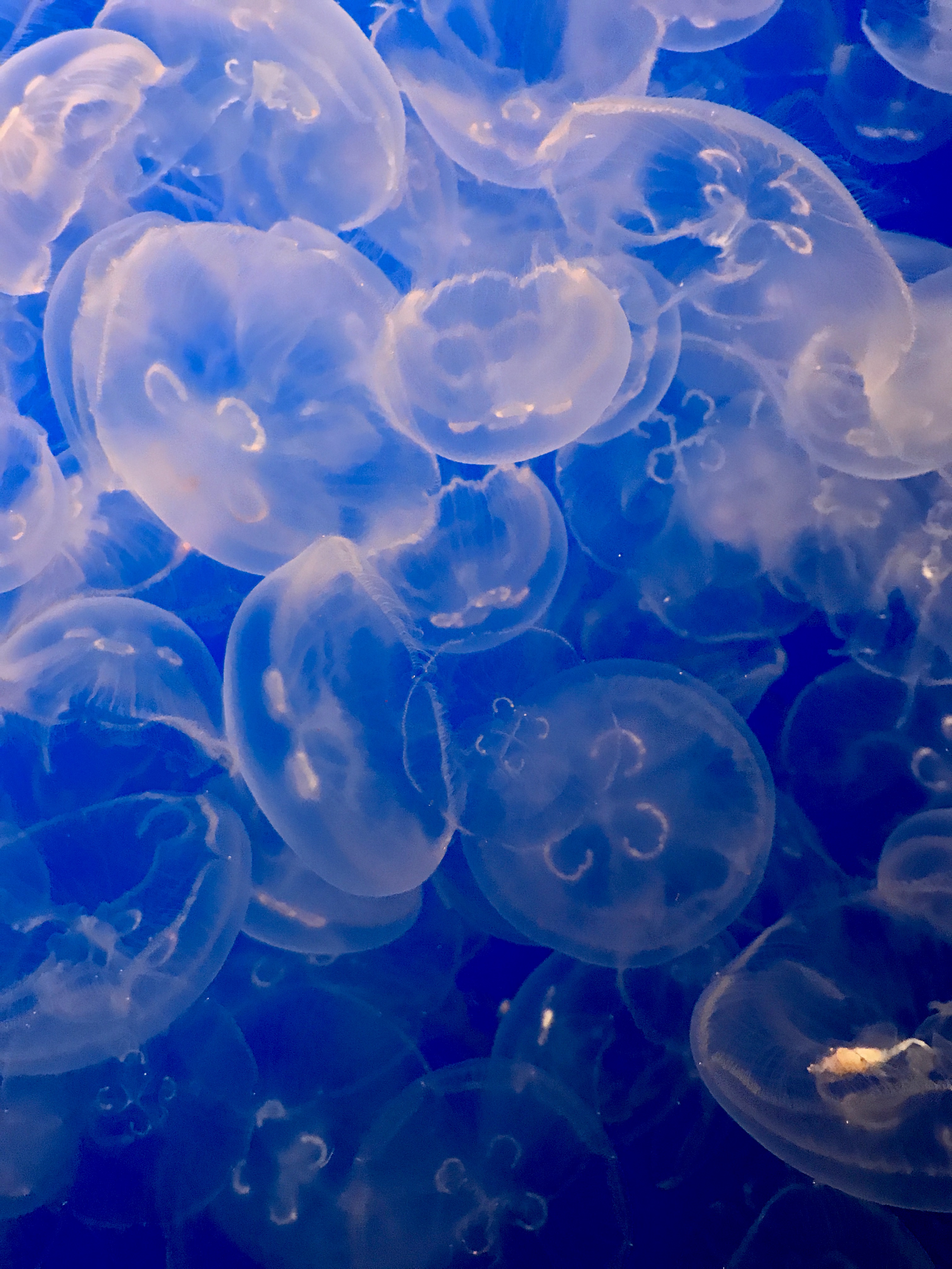 Lots of moon jellies McLaughland